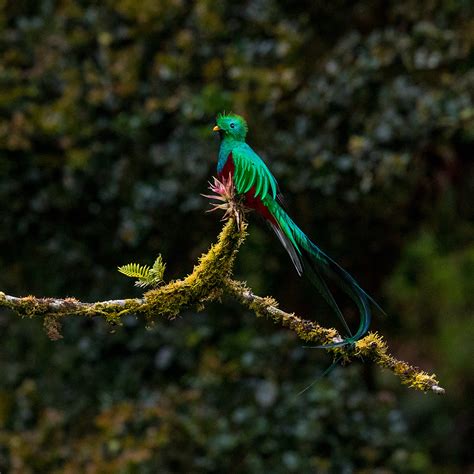 10 Best Things to Do at Monteverde Cloud Forest | EF Go Ahead Tours