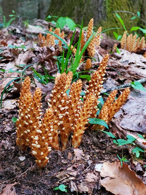 This is Conopholis americana, a parasitic plant that grows on the roots ...