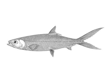 Milkfish Stock Illustrations – 60 Milkfish Stock Illustrations, Vectors & Clipart - Dreamstime