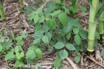 Florida beggarweed Desmodium tortuosum Weed Profile - Weed Identification