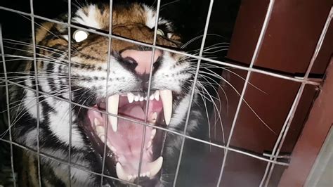 Best tiger roar ever ! - YouTube