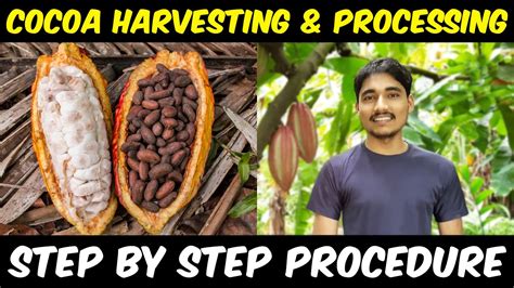 Cocoa Fruit Harvesting and Cocoa Bean Processing | Cocoa Farming / Cocoa Cultivation in India ...