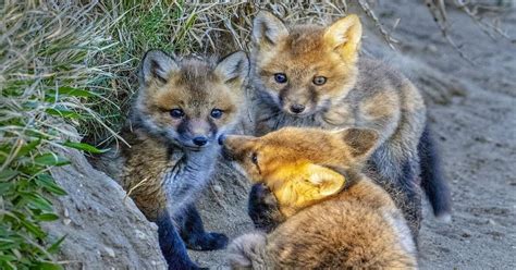 Fox Babies - Fascinating Facts about the Animals Too Cute To Be True ...