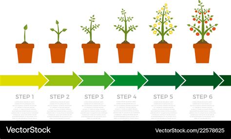 Infographic of plant growth stages tree Royalty Free Vector