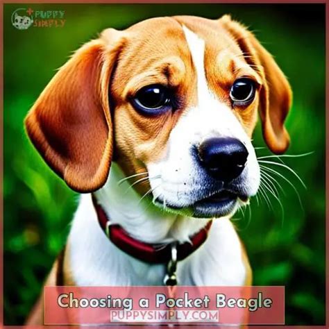 Uncover the Pocket Beagle: A Guide to This Charmingly Compact Companion