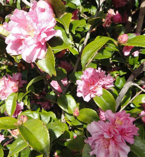 CAMELLIA hybrid Fragrant Pink (scented) – Emaho Trees