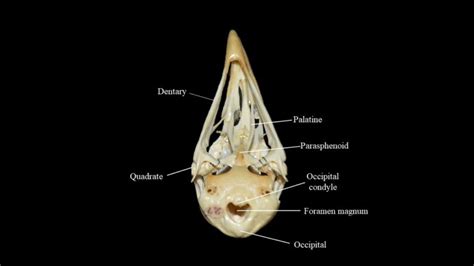 Pigeon skull | Atlas of Comparative Vertebrate Anatomy