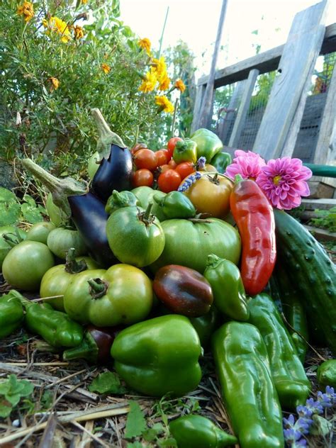 Outside Now: Last of the Summer Vegetables Harvest