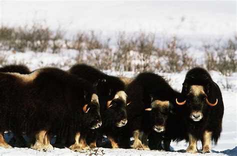 USA, Alaska, Arctic National Wildlife Photograph by Hugh Rose - Fine Art America