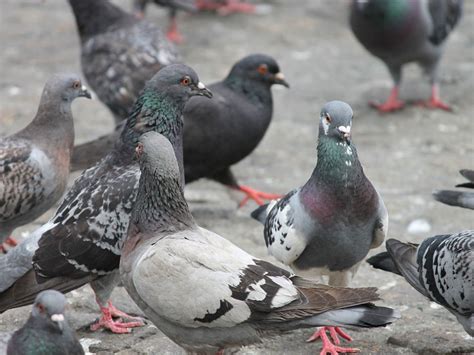 London is Home to Nearly 3 Million Pigeons – But Why are Pigeons such a Problem in London ...