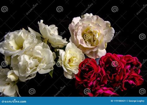 Lot`s of Red White Pink Roses Stock Image - Image of shrubs, lots ...