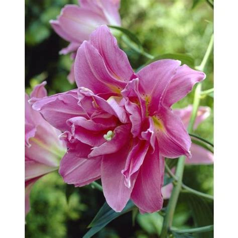 Garden State Bulb 4-Pack Lily Double Surprise Bulbs (LB22717) at Lowes.com