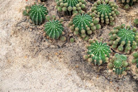 Cactus Plant on Dry Sand Soil. Green Round Cacti Top View Photo Stock Image - Image of decor ...