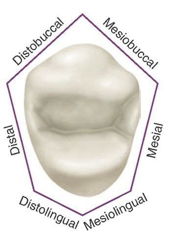 Maxillary first premolar, occlusal aspect. This aspect resembles a hexagonal figure. Protésico ...