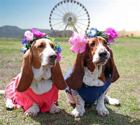 80+ Female Basset Hound Names | The Dogman in 2021 | Basset hound, Basset, Hound