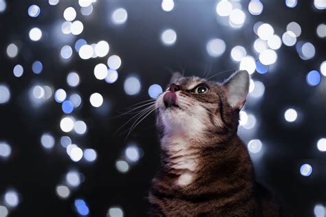 Download Bokeh Animal Cat 4k Ultra HD Wallpaper