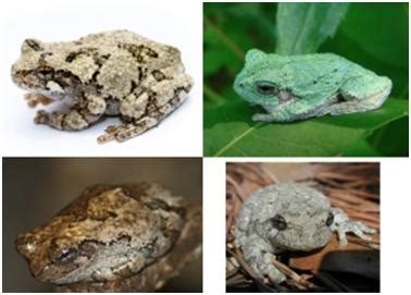 Cope’s Tree Frog or Gray Tree Frog? | Ask a Naturalist®