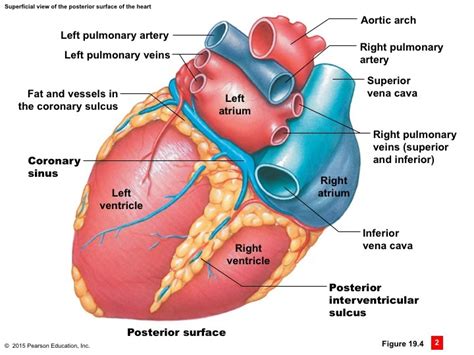 Quiz #3 Ch 19.4 Superficial view of the posterior surface of the heart Diagram | Quizlet