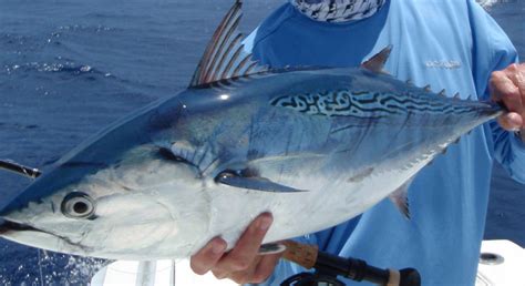 Bonito Tuna Fish Replica | mounted fish | fish trophy