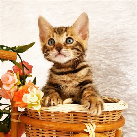 Bengal kittens for sale ,Brown Bengal Kittens Rehome , Adopt Bengals