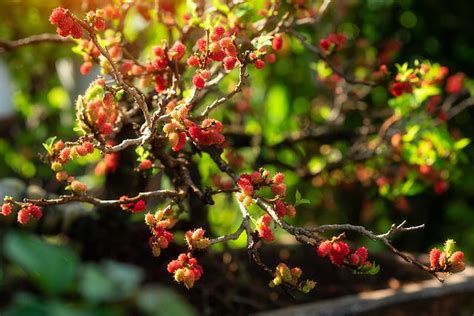 How To Plant Mulberry Tree — Guide for Beginners!