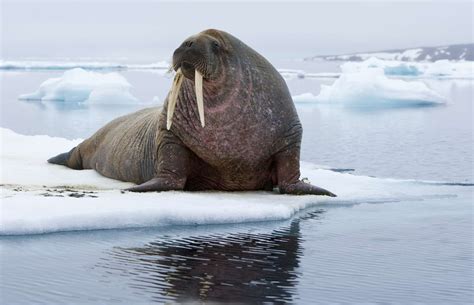 8 Facts About the Wonderful Walrus