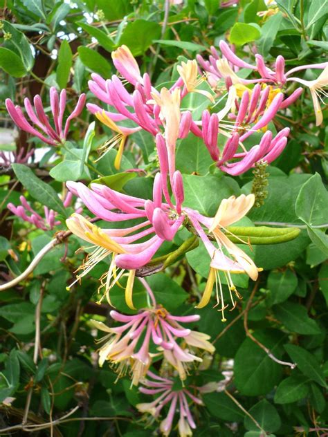 The Kittalog: Clematis and honeysuckle | Honeysuckle flower, Clematis ...