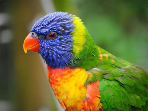 Rainbow Lorikeet Bird Facts (Trichoglossus moluccanus) | Bird Fact