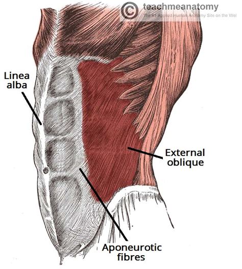 The Anterolateral Abdominal Wall - Muscles - TeachMeAnatomy