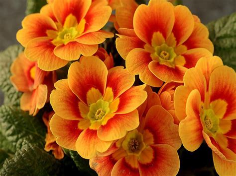 Pretty Orange Flowers wallpaper | 1024x768 | #23449