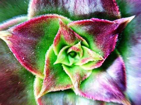 Cactus plant Macro Lens, Macro Photography, Cactus Plants, Succulents, Flowers, Cacti, Cactus ...