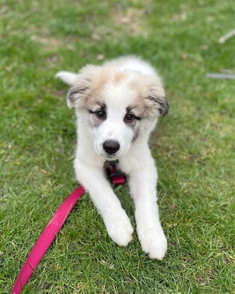 Anatolian Shepherd Great Pyrenees Mix: Info, Pictures, Facts, FAQs & More