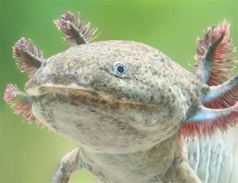 15 Cute Axolotl Facts And Why Are They Endangered?