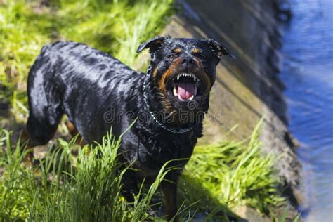 Angry Dog stock photo. Image of rottweiler, dangerous - 87544038