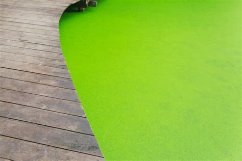 Wolffia Globosa (Duckweed) All you need to know about this miracle ...