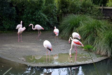 A Quick Visit to Auckland Zoo - Four Around The World