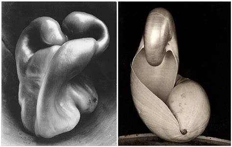 Edward Weston | Pepper #30; Shell, 1927 | Stephen | Flickr