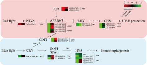 Heatmap of DEGs related to the circadian rhythm pathways. LTA, low... | Download Scientific Diagram