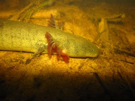 Greater Siren in August 2012 by Robby Deans · iNaturalist