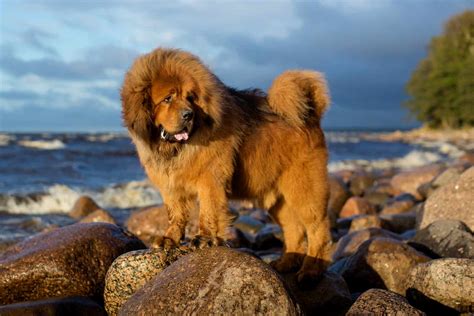 13 Best Tibetan Mastiff Breeders In The U.S.