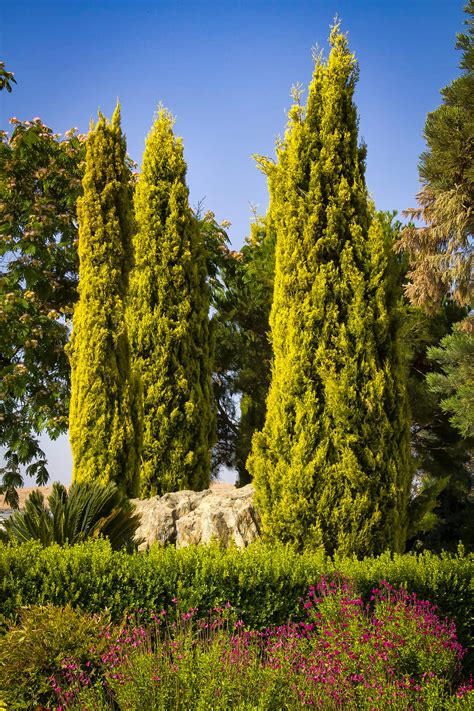 Golden Italian Cypress Tree For Sale | The Tree Center