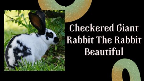 Checkered Giant Rabbit: The Rabbit Beautiful - The Rabbit Hop