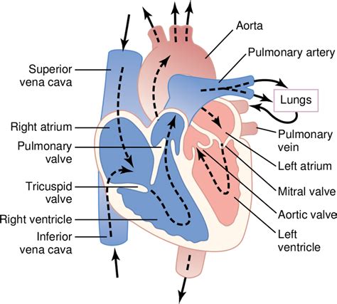 1: Structure of the heart. Blood flow through the chambers and heart... | Download Scientific ...