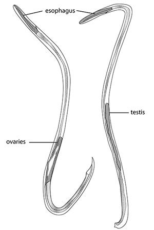 rat lungworm - Angiostrongylus cantonensis