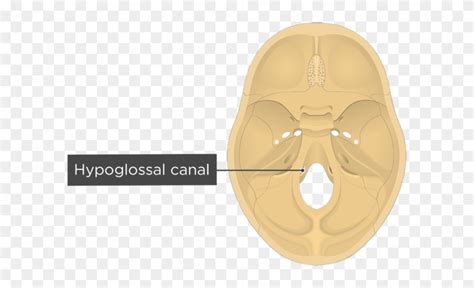 Hypoglossal Canal Download - Foramen Magnum Clipart (#756487) - PinClipart