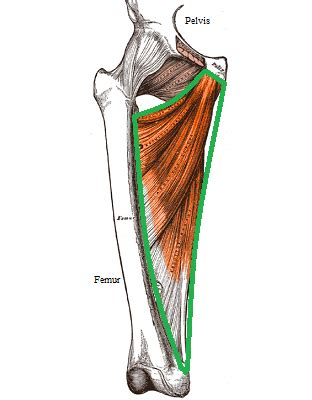 Adductor Muscles: Magnus, Longus & Brevis | Adductor Function & Types ...