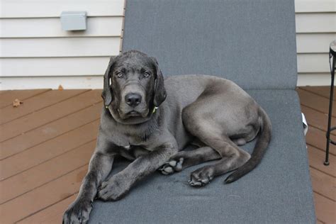 Daniff (Great Dane and Mastiff Mix) | Great Dane