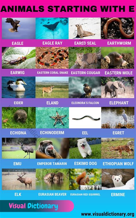 Animals that Start with E in English - Visual Dictionary