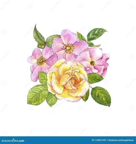 Watercolor drawing roses stock illustration. Illustration of design - 110907183