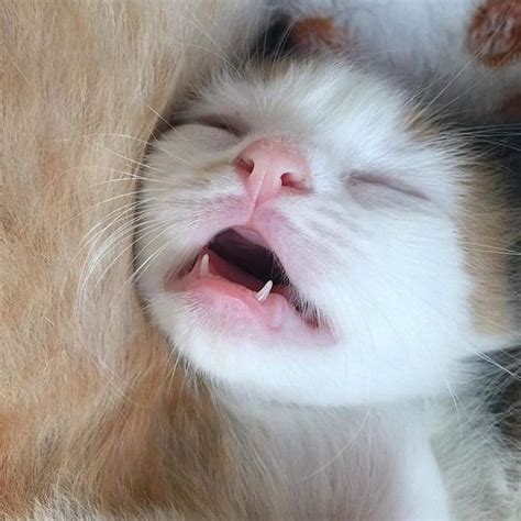 Cat Teeth Are Adorable And They Deserve Our Attention RIGHT NOW